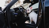 French Bulldog Sitting in Traffic Can’t Stop Ranting About It