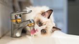 Precious Ragdoll Kitten Taking First Drink From Fountain Tumbles Right In