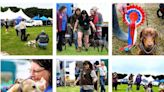 PICTURES: Doggy delights at Caithness Show with quality canines judged