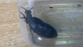 American 'stowaway' beetle found in Guernsey