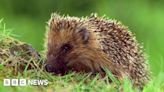 Castleford: Fourth hedgehog harmed after others kicked to death