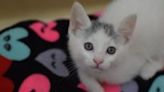 Adoption adjustments at Oregon Humane Society amid peak of kitten season