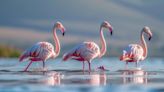 Cómo Florida está recuperando su color rosa: Flamencos americanos regresan