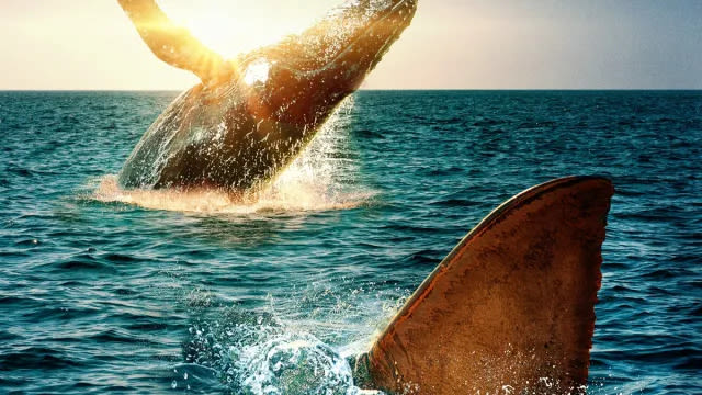 Shark vs. Whale Streaming: Watch & Stream Online via Disney Plus