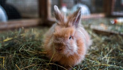What do rabbits need in their cage? A complete checklist for a comfortable home