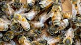 Golf course employee dies after being stung by swarm of bees in Arizona