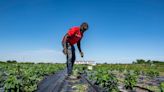 Historic debt relief program for farmers of color takes hit after discrimination suits