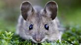 Town Closes Playground Due to Mouse Sighting