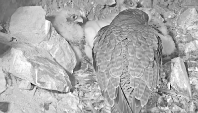 Live camera shows peregrine falcons nesting on Alcatraz Island