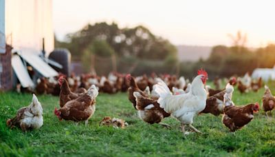 Researchers discover potential of chicken fat as clean energy storage alternative: 'Advancing the quest for more eco-friendly energy solutions'