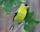 American goldfinch