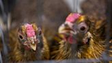 Avian flu infects another commercial poultry farm in Michigan