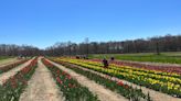 Thousands of visitors head to Preston to pick tulips