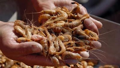 Haben Krabben eigentlich Saison? Wissenswertes rund um die Nordseegarnelen