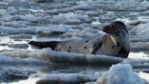 Large group of harp seals spotted near Kamouraska, Que., as ice floes become scarce