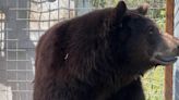 Bear Known As 'Hank The Tank' Moved To Sanctuary After Breaking Into 21 Homes