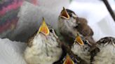 Ga. center working to replenish songbirds 1 rescue at a time