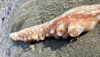 PHOTOS: Giant Pacific octopus tentacles wash up on the Oregon Coast