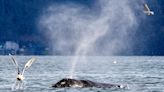 Washington State’s Makah Tribe Receives Federal Waiver to Hunt Gray Whales - EcoWatch