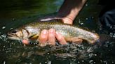 Brook Trout: A Complete Guide to America's Native Char