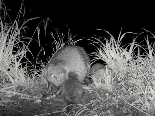 Beaver kits spotted at Longleat for the first time