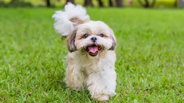 Best Small Dog Breeds for First-Time Owners