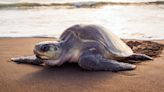 Las tortugas marinas solo son fieles a su playa (y eso condiciona el sexo de las crías)