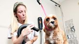 Puppy salon brings 'pawfect' grooming services to Abington