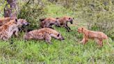 Watch: Lioness makes sacrifice to save cub from hungry hyenas