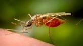 Rainfall, flooding produce more late summer mosquitoes in Iowa