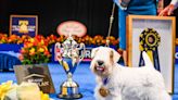 Stache the Sealyham Terrier Wins 2023 National Dog Show