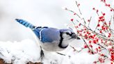 Attract More Birds to Your Garden This Winter by Following These Expert-Approved Tips