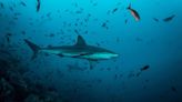 Cuidado con los tiburones si tienes pensado visitar alguna de estas playas españolas en verano (y Asturias no está incluida en la lista)