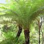 Tree Fern