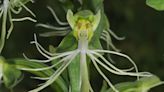 A distinctive native, this wild orchid is rarely seen | Mystery Plant