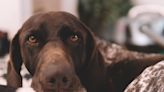 Dramatic dog devastated after mom ignores her for 6 minutes to fold laundry