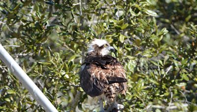 Chicago outdoors: Osprey and shark, toad tadpoles at Montrose, cicada art