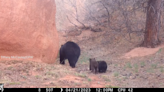 Watch these black bear cubs dash to keep up with mom at Colorado state park. ‘So cute’