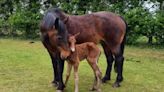 Horse ‘rarer than a giant panda’ died after being fed by member of the public, says breeder