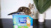 The 5 Best Odor Controlling Cat Litters, Tested and Reviewed
