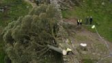 Grúa retira árbol derribado junto al muro de Adriano en Gran Bretaña