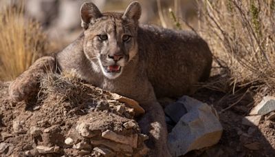 Día del Medio Ambiente: dos de cada diez especies animales se encuentran amenazadas en Argentina | Sociedad