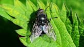 Los peligros de la mosca negra: no es fácil diferenciarla de un mosquito común