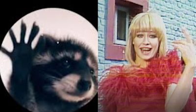 “Pedro, Pedro, Pedro”: la canción de Raffaella Carrà viral en redes sociales (por causa de un mapache) - La Tercera