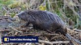 ‘Giving nature space’: how rewilding efforts in Scotland are paying off