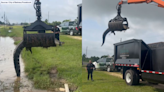 VIDEO: Texas officials move 12-foot alligator using grapple truck
