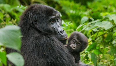 Baby Gorilla Celebrates 1st Birthday at Pittsburgh Zoo and Chaos Ensues