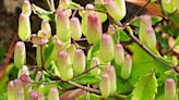 How to Grow and Care for Kalanchoe Pinnata