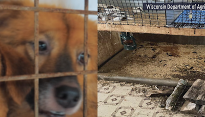 'Puppy mills view the dogs as livestock'; Ten Wisconsin breeders named in 'Horrible Hundred' report