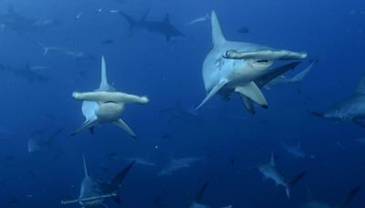 Cambio climático obliga a tiburones y rayas en cercanías de isla del Coco a buscar aguas más profundas